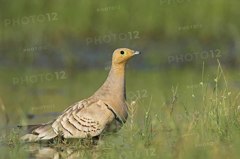 Chestnut-bellied Sandgrouse (Pterocles exustus) male, Oman
