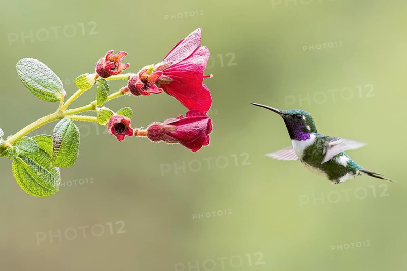White-bellied Woodstar (Chaetocercus mulsant) flying while feeding at a flower in Colombia, South America
