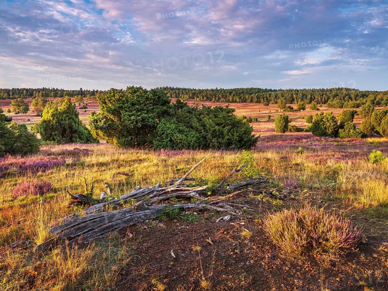 Typical heathland with blooming heather and juniper at Turmberg in the evening light, Lüneburger Heide, Oberhaverbeck, Lower Saxony, Germany