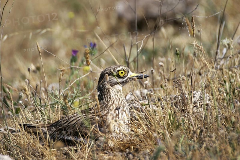 Eurasian Stone-curlew (Burhinus oedicnemus), Madrid, Spain