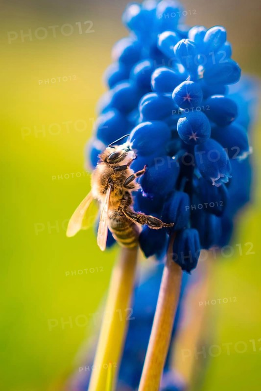 Close-up of a bee on a blooming plant in bright spring colors, Gechingen, Calw district, Germany