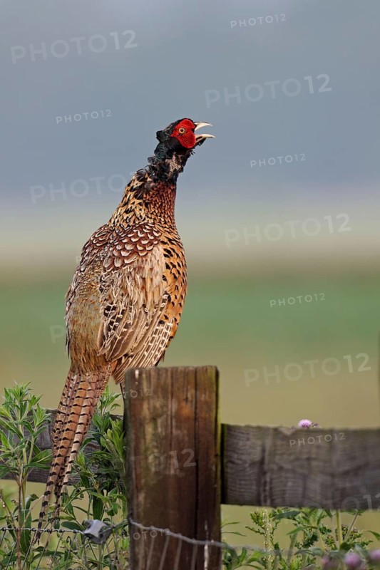 Common Pheasant (Phasianus colchicus) male calling from pale, North Rhine-Westphalia, Germany