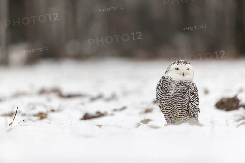 One snowy owl, Bubo scandiacus, Bubo scandiaca, Nyctea scandiaca sitting on a snowy meadow