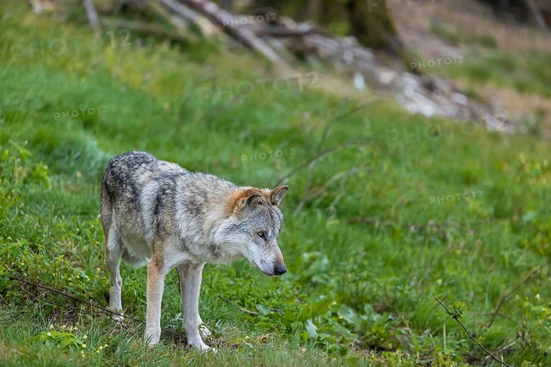 One adult male eurasian gray wolf (Canis lupus lupus) standing on a green meadow at a forest edge