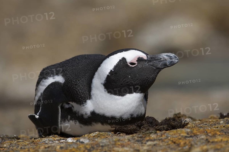African Penguin (Spheniscus demersus) on beach, South Africa