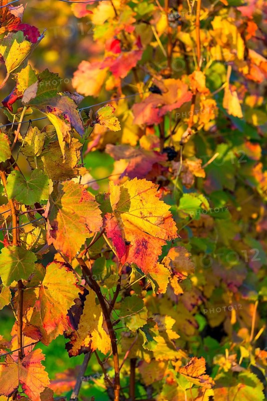 Colourful vine leaves in autumnal colours are illuminated by the sun, Baden-Württemberg, Germany