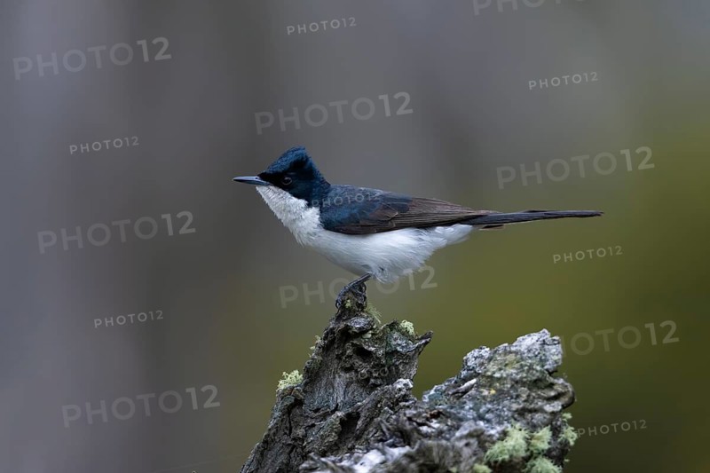 Restless Flycatcher (Myiagra inquieta) perched on a stump, Victoria, Australia