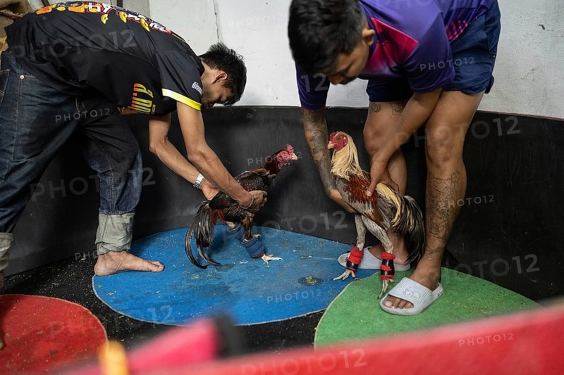 Bangkok, Thailand. February 25th 2025. A local Thai men from the Khlong Toei neighborhood in Bangkok training their fighting cocks for an upcoming cockfighting tournament, Thailand