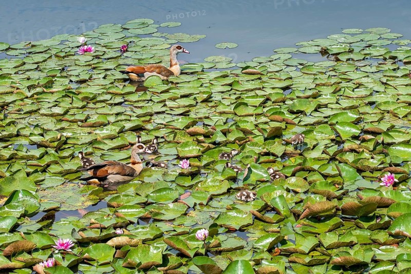 Alopoch aegyptiacus, Egyptian goose, family, Nile goose, Anatidae, birds, duckbirds, goose, geese, young animal, puzzle, search image, birds, waterbirds, waterbirds