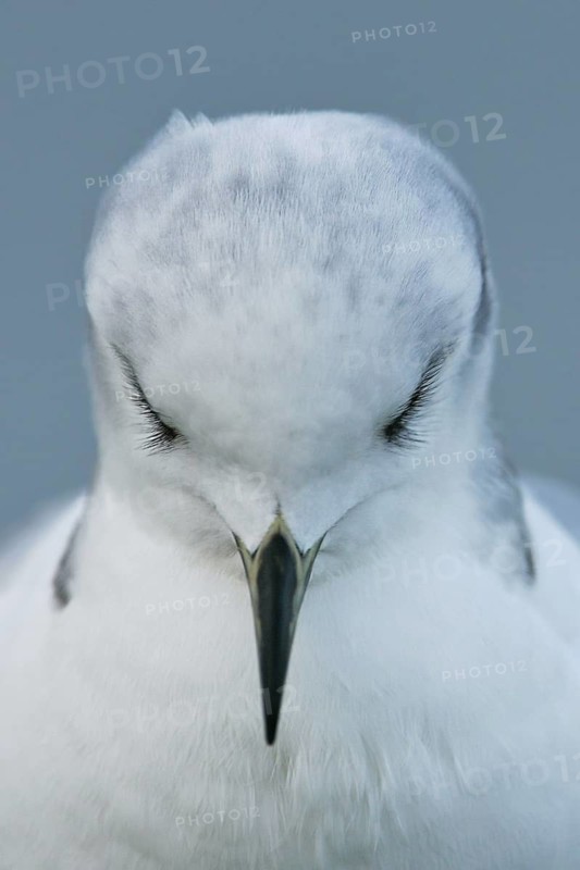 Black-legged Kittiwake (Rissa tridactyla), North Sea, Germany