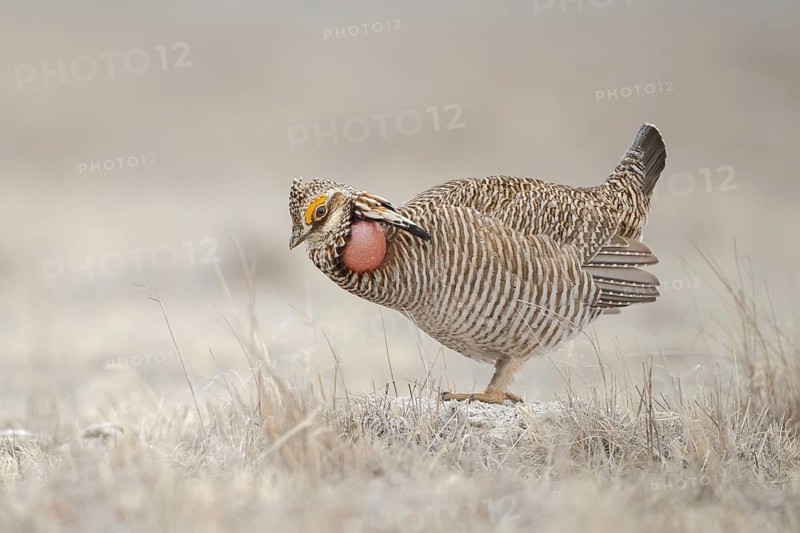 Lesser Prairie Chicken (Tympanuchus pallidicinctus) male displaying, Kansas, USA