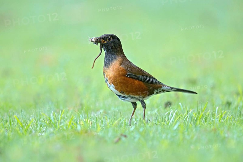 Izu Thrush (Turdus celaenops) male with feed in beak, Miyakejima, Japan