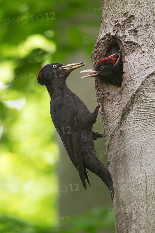 Black Woodpecker (Dryocopus martius) female feeds chicks in nest cavity, Saxony, Germany