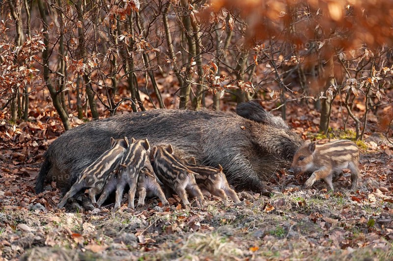 Wild boar, wild boar (Sus scrofa), a female lies on the ground and suckles young boars in the forest, Germany