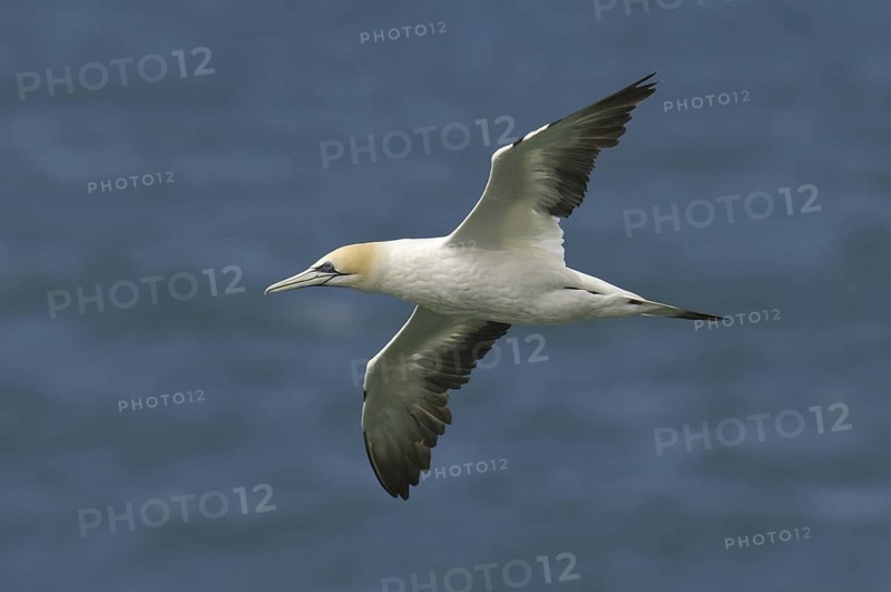Australasian Gannet (Morus serrator) flying, New Zealand