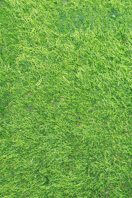 Close-up of vibrant green moss covering a natural surface. The intricate patterns and layers create a rich, organic texture, ideal for nature-inspired designs and backgrounds