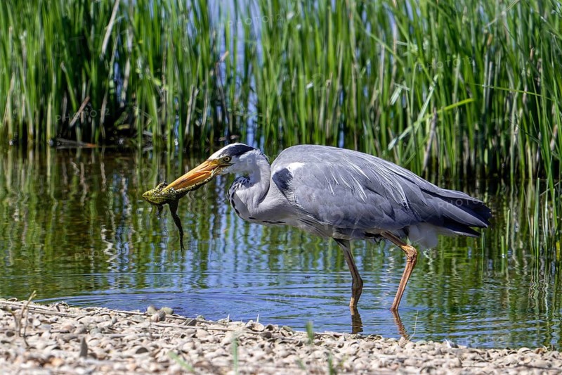 Grey heron (Ardea cinerea) adult in pond with caught marsh frog prey in beak in spring