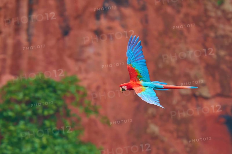 A colourful parrot hovers in the air with a combination of green and red in the background, Green-winged Macaw, or Dark Scarlet macaw (Ara chloroptera), Buraco Das Araras, Bonito, Pantanal, Brazil