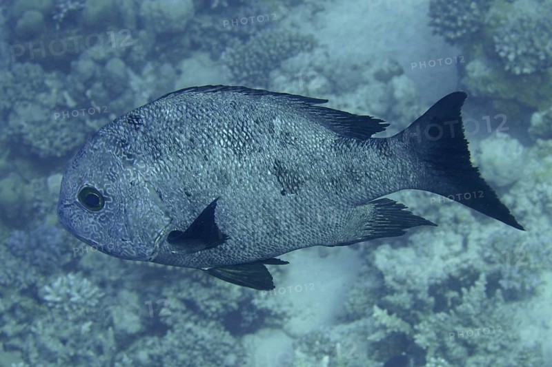 Black snapper (Macolor niger)