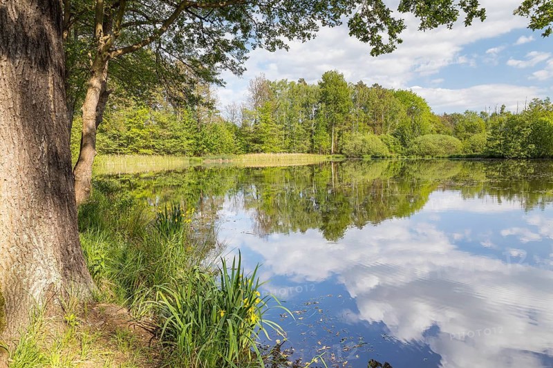 Funkenteich pond near Weinböhla, Saxony, Germany