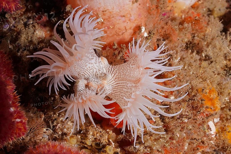 Tiger anemone (Nemanthus annamensis)