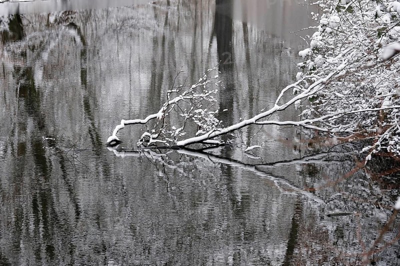 Branches with snow in a lake, winter, Germany