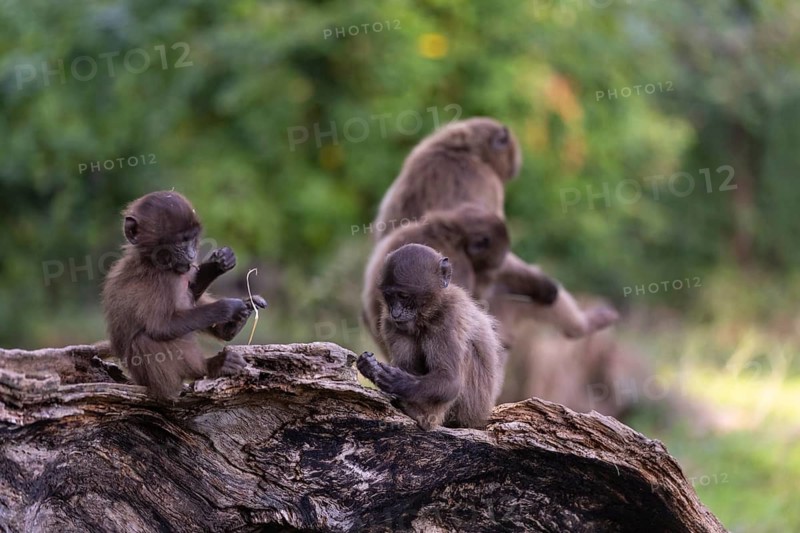 Three baby Gelada (Theropithecus gelada), or bleeding-heart monkey playing on a log. A green forest in the background