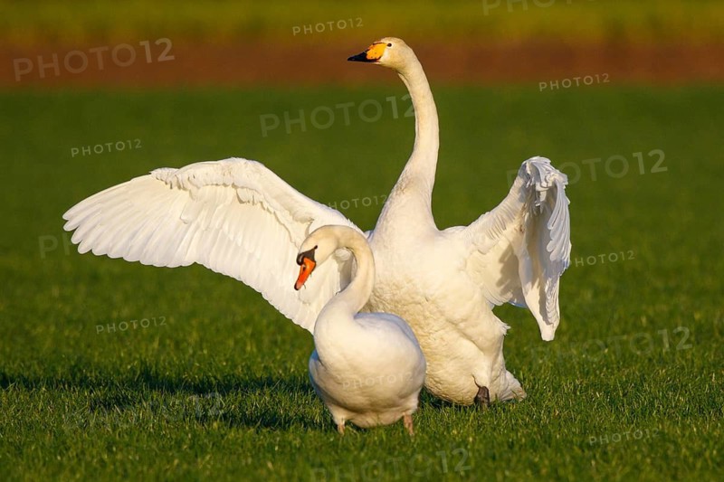Whooper Swan & Mute Swan (Cygnus cygnus & Cygnus olor), North Rhine-Westphalia, Germany
