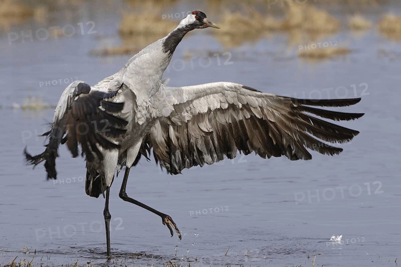 Common Crane (Grus grus), Vaestergoetland, Sweden