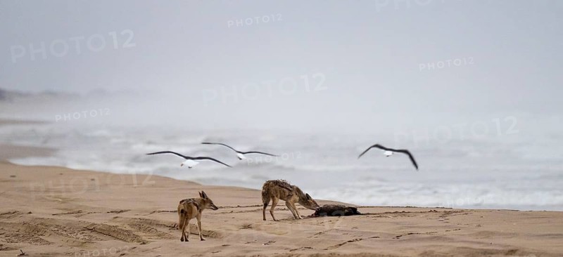 Black-backed jackal (Canis mesomelas) two animals feeding on a dead seal on the beach, Atlantic coast, Namib Naukluft Park, Namib Desert, Namibia