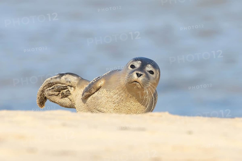 Common or Harbor or Harbour seal (Phoca vitulina) adult animal relaxing on a seaside beach, England, United Kingdom