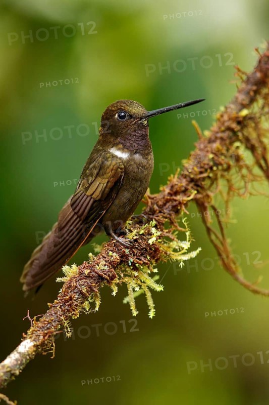 Brown Inca (Coeligena wilsoni) perched on a branch in the Andes Mountains of Colombia