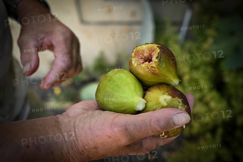 Man holding freshly harvested figs in his right hand, Baden-Württemberg, Germany