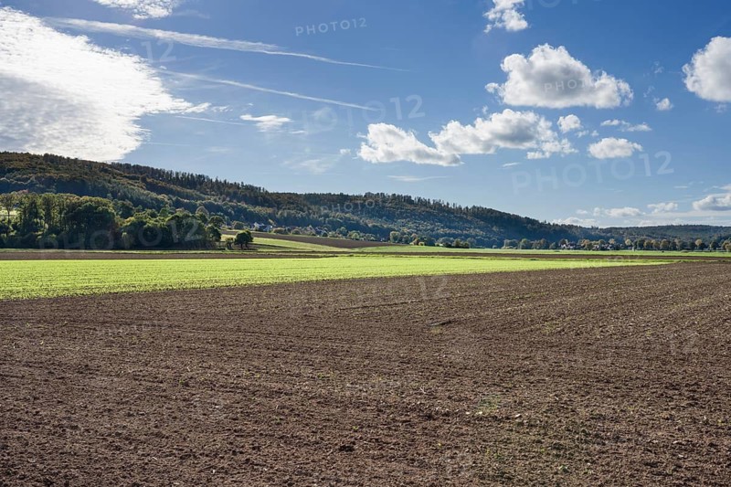A barley field in October, Wesertal, Weserbergland, Germany