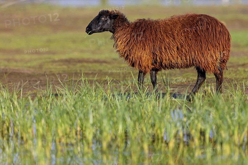Greek sheep, sheep, brown, brown, (Ovis graecae), island of Lesbos, animals, sheep, mammals, Lesbos, island of Lesbos, Greece