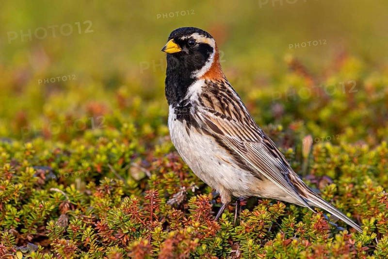 Bunting, (Calcarius lapponicus), Animals, Birds, Bunting family, Varanger, Finnmark, Norway