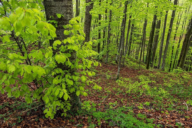 Trees, forest, light green leaves, beech forest, spring, Alpine foothills, Bavaria, Germany