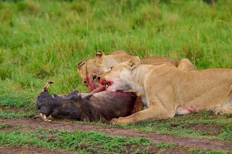 Lions devouring their prey – live wild animals in the field: warthog (Phacochoerus africanus), lion (Panthera leo), Masai Mara National Reserve, Narok County, Kenya
