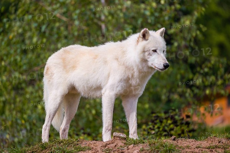 An Arctic wolf (Canis lupus arctos) stands on a small hill