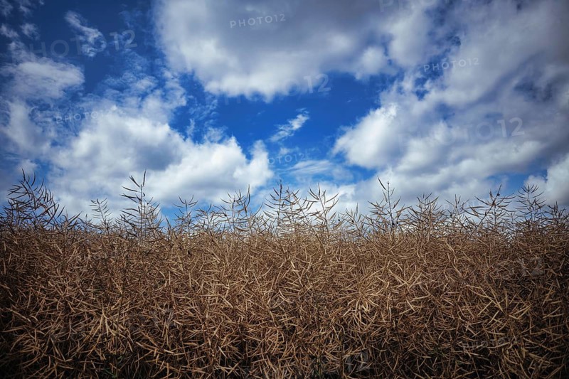Rape, rape field, withered, grain field, Stuttgart, Baden-Württemberg, Germany