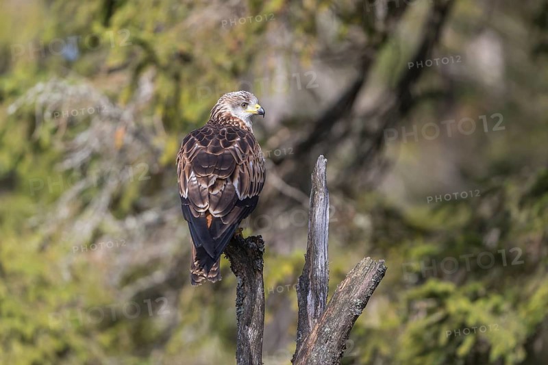 One Red kite, Milvus milvus, sitting on a dead tree in early morning light and green forest in the background
