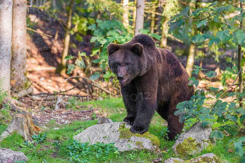 A young male Eurasian brown bear (Ursus arctos arctos) stands on a forest edge behind green vegetation, watching something