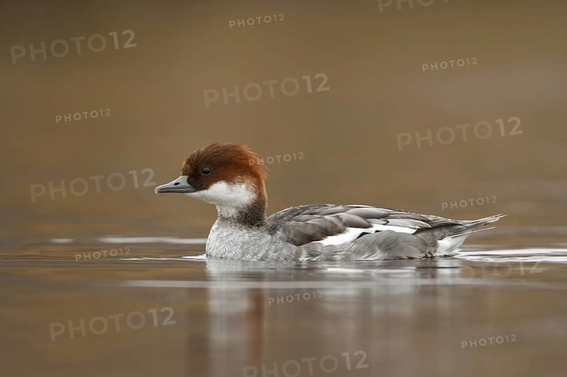 Smew (Mergellus albellus) female, Utrecht, Netherlands
