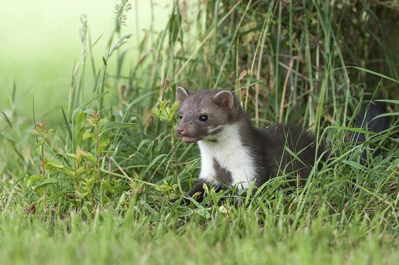 Beech Marten (Martes foina) standing in meadow, Germany