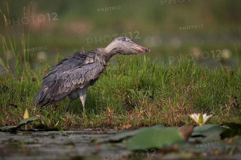 Shoebill (Balaeniceps rex) preening, Lake Albert, Uganda