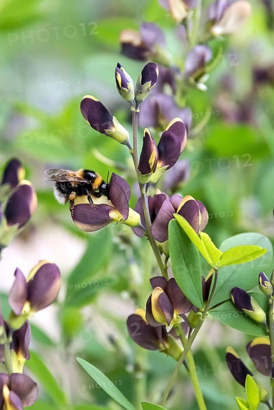 Dyer's pod (Baptisia 'Dutch Chocolate')