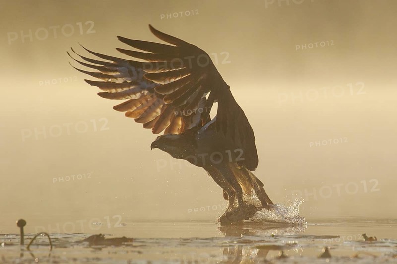 Western Osprey (Pandion haliaetus) hunting, with fish prey in its claws, Poland