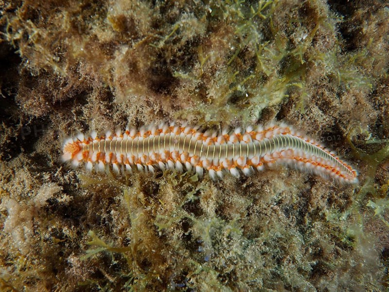 A fireworm (Hermodice carunculata) lies on the seabed, surrounded by plants, at the El Cabron Marine Reserve dive site, Arinaga, Gran Canaria, Spain, Europe, Atlantic Ocean