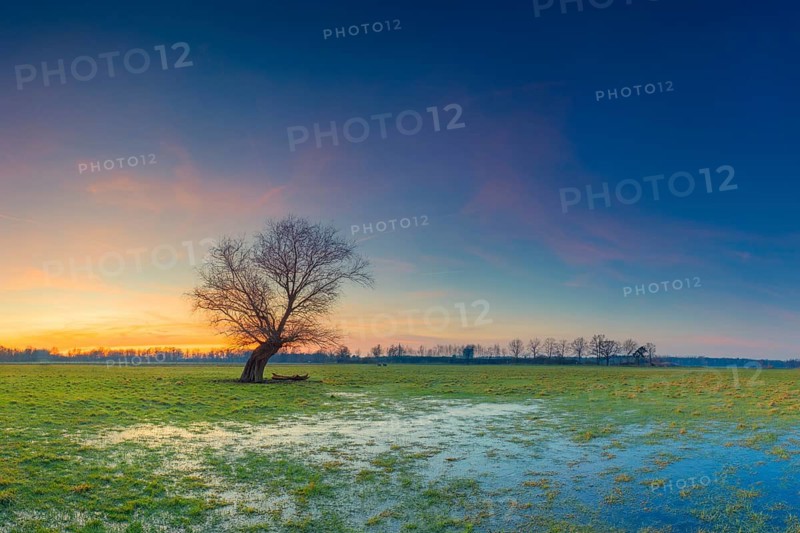 View of a pasture with a single tree in the sunset, landscape photo, nature photo, puddle, flora, fauna, landscape format, pasture, grasses, flat land, sky, clouds, sunset, backlight, Neustadt am Rübenberge, Hanover region, Lower Saxony, Germany