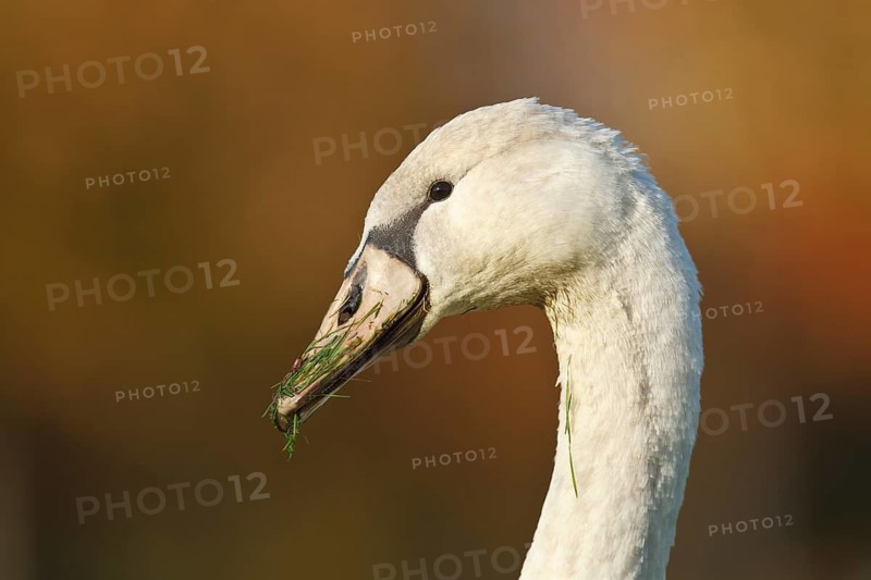 Mute Swan (Cygnus olor) juvenile, Rhineland-Palatinate, Germany